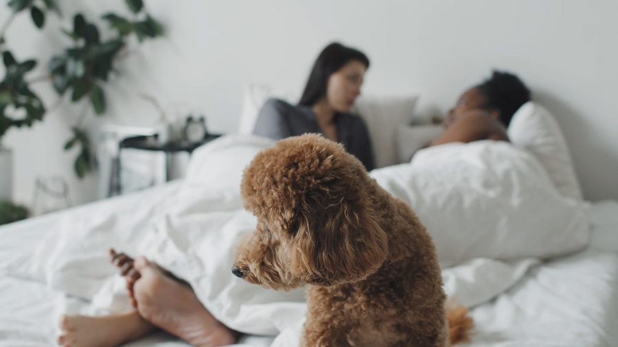 Pet Hair at Home: Why Small Daily Habits Make the Biggest Difference