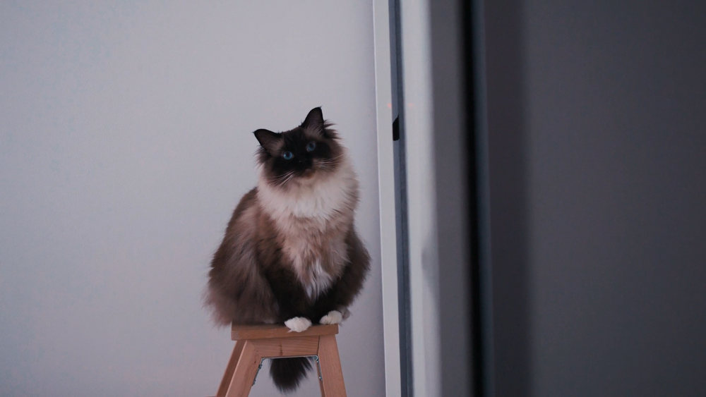 Cats and Robot Vacuums: How to Introduce Smart Cleaning Calmly