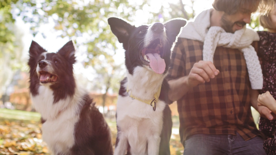 Spend Less Time Cleaning and More Time Living With Your Pets