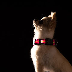 Rechargeable LED Dog Collar with Reflective Strips for Night Safety