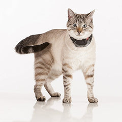 Advanced Pet Tracker for Cats & Dogs with Long-Range Tracking