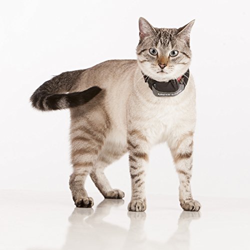 Advanced Pet Tracker for Cats & Dogs with Long-Range Tracking