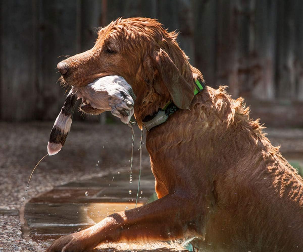 Advanced Pet Tracker for Cats & Dogs with Long-Range Tracking