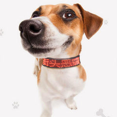 Rechargeable LED Dog Collar with App Control & High Visibility