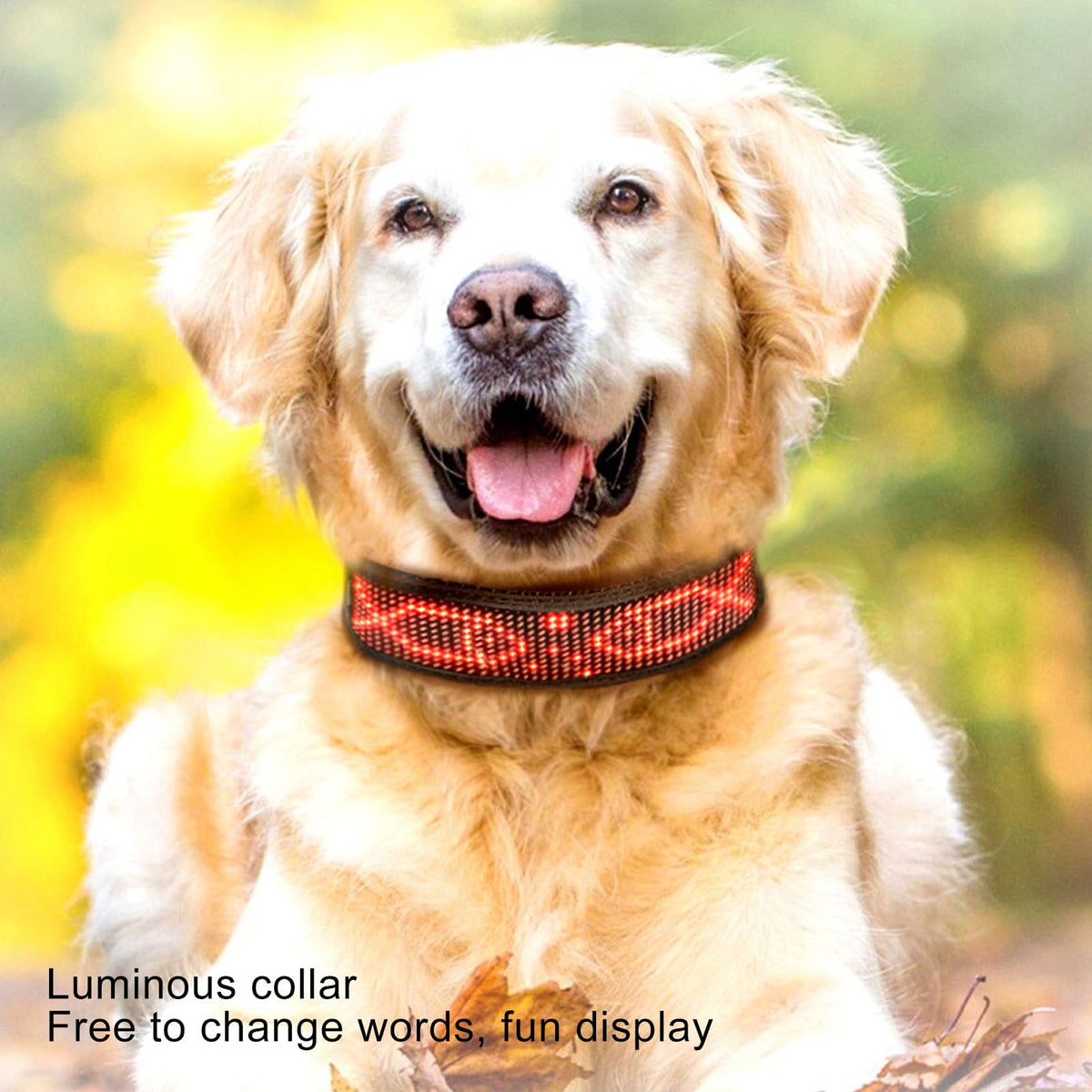 Rechargeable LED Dog Collar with App Control & High Visibility