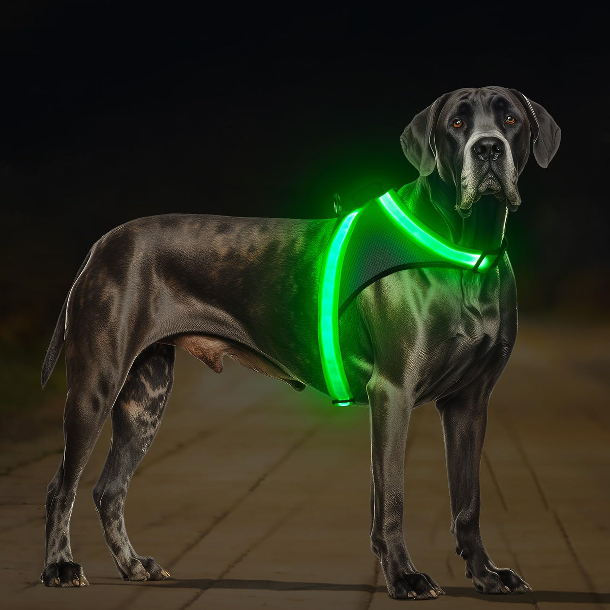 ChalkLit Light-Up Dog Harness for Nighttime Visibility