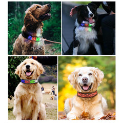 Rechargeable LED Dog Collar with App Control & High Visibility