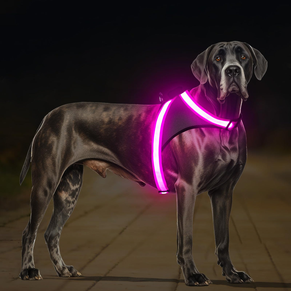 ChalkLit Light-Up Dog Harness for Nighttime Visibility