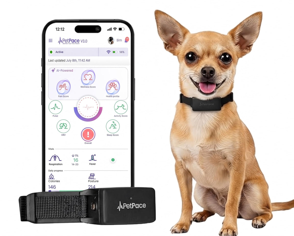 AI Dog Health Monitoring Collar with GPS & 24/7 Vital Tracking