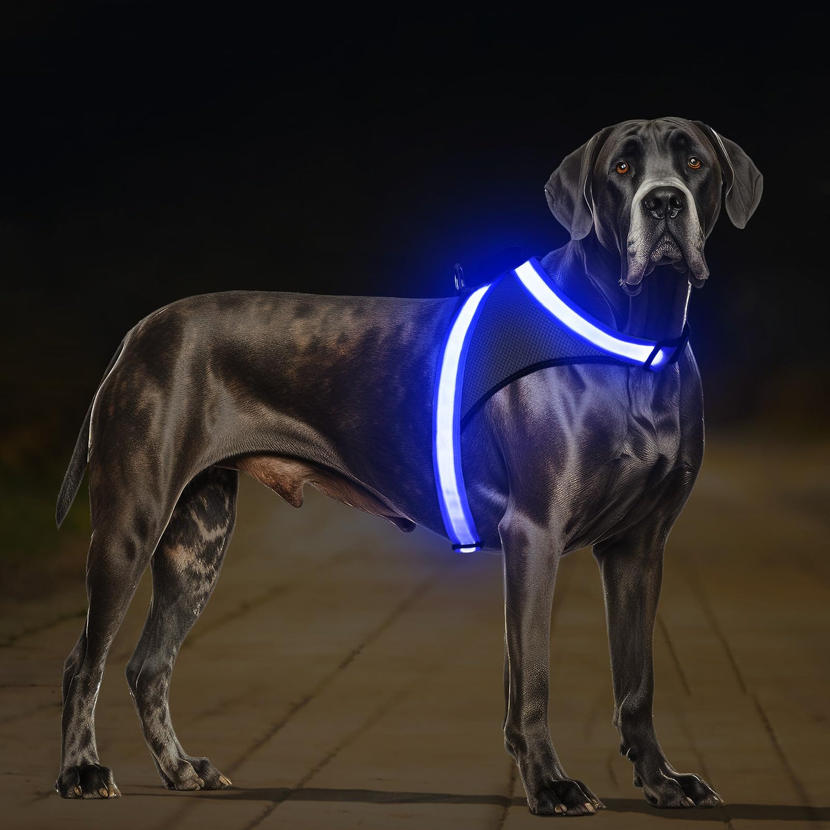 ChalkLit Light-Up Dog Harness for Nighttime Visibility